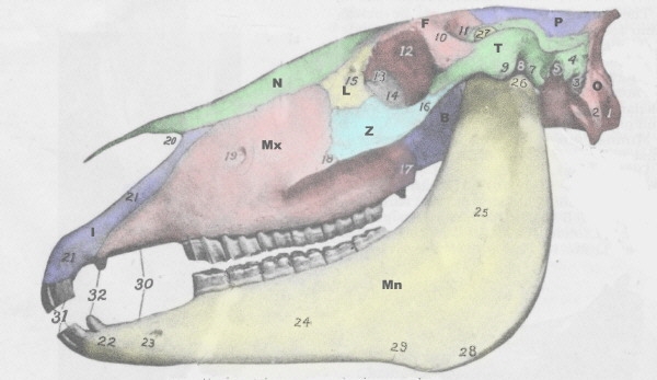 Image of the skull