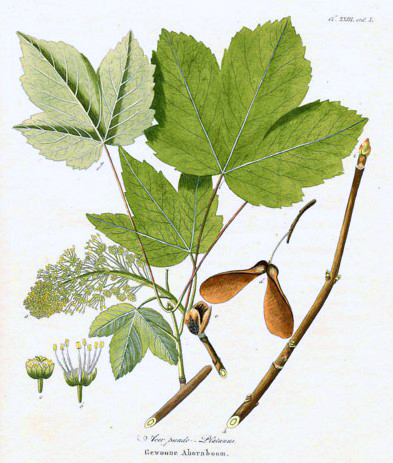 Sycamore Maple Leafs and Seeds