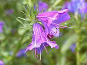 Echium plantagineum (Purple Viper's Bugloss) Flowers