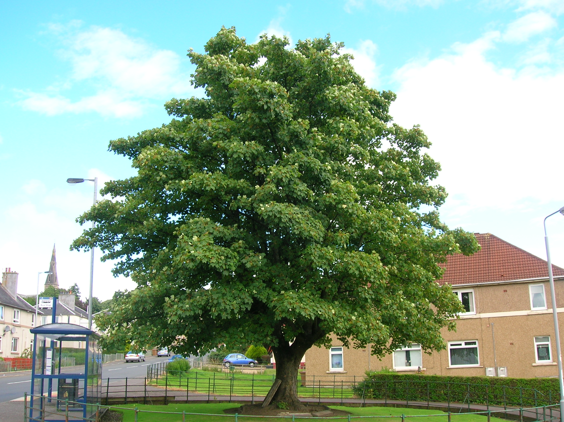 Sycamore Maple Trees