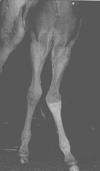 Valgus Deformity of the Carpus (Knee)