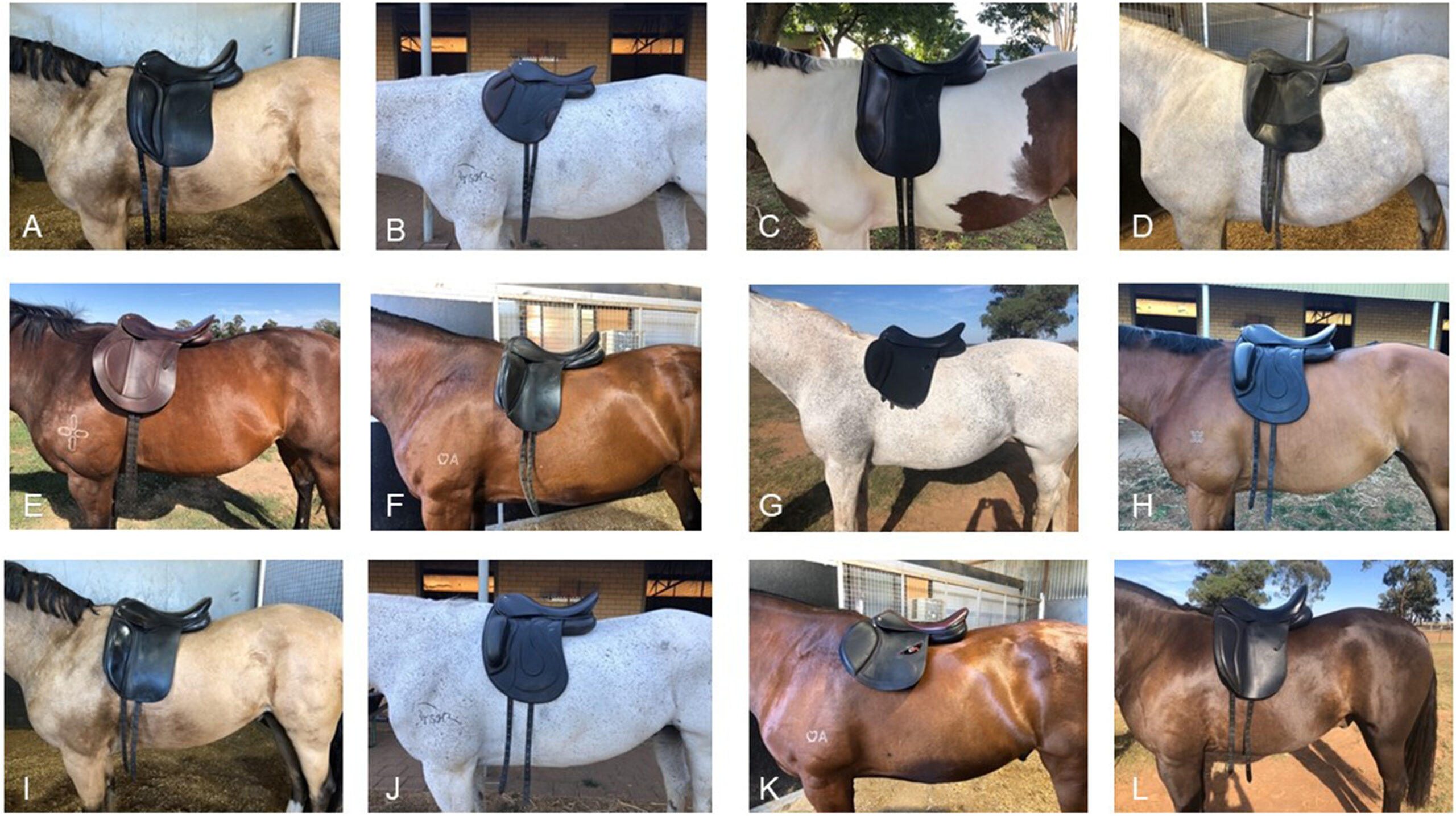 Images of horses with different saddle positionings